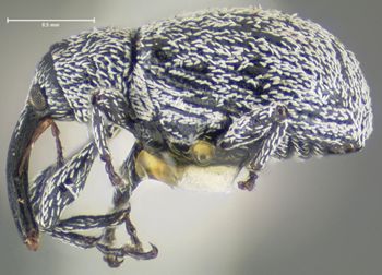 Media type: image;   Entomology 25188 Aspect: habitus lateral view